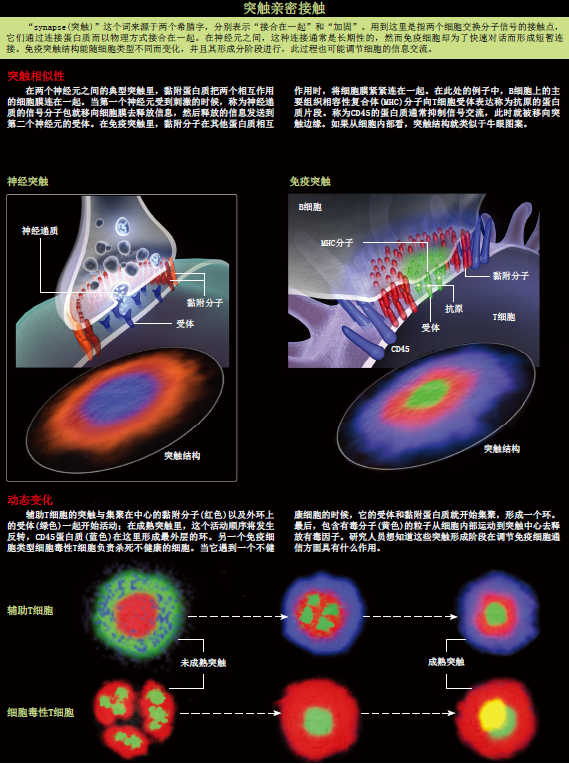 我们的免疫细胞在窃窃私语 (2).png