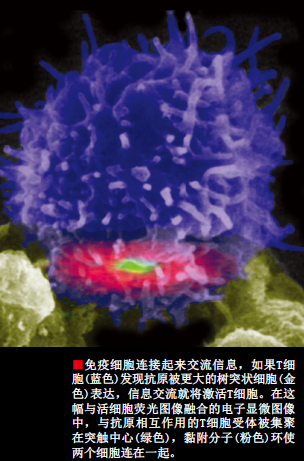 我们的免疫细胞在窃窃私语 (3).png