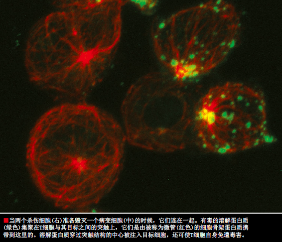 我们的免疫细胞在窃窃私语 (4).png