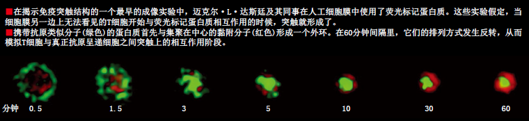 我们的免疫细胞在窃窃私语 (5).png