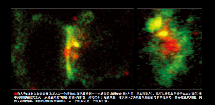 我们的免疫细胞在窃窃私语 (6).png