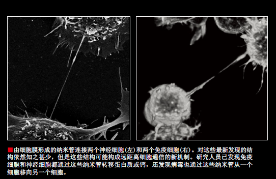 我们的免疫细胞在窃窃私语 (7).png