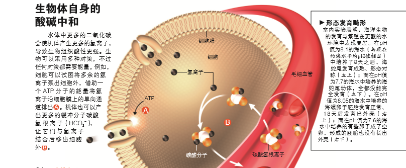 酸死的海洋 4.png