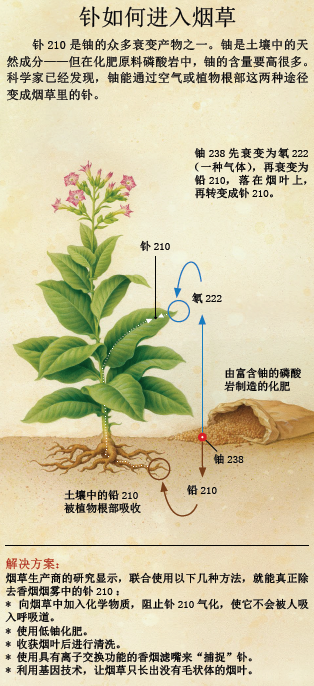 烟草业黑幕：吸入肺里的放射源2.png
