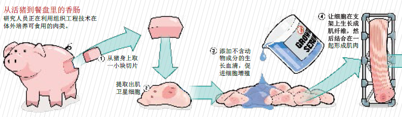 在实验室里“种”牛排1.png