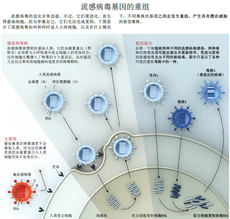 猪圈里的大流感隐患1.png