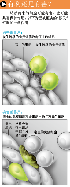 你的体内有别人的细胞 (3).png