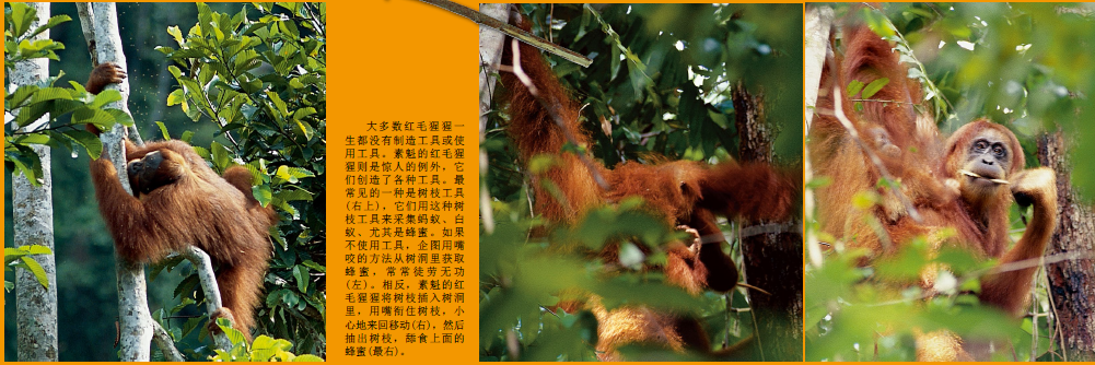 有文化的红毛猩猩 (2).png