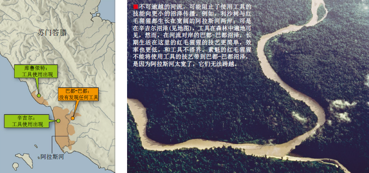有文化的红毛猩猩 (4).png