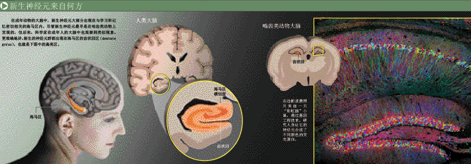 拯救新生脑细胞 (2).png