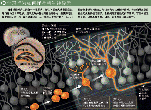 拯救新生脑细胞 (3).png