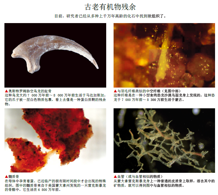 化验恐龙血1.png