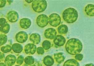 7、藻类富含油脂 7.jpg
