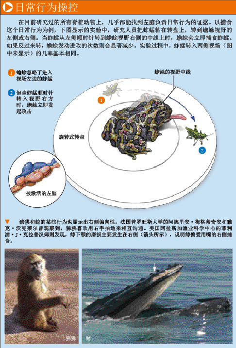 大脑为何分左右半球 (3).png