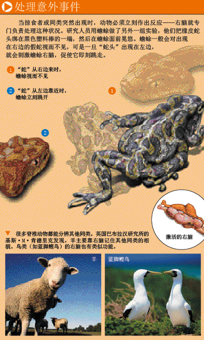 大脑为何分左右半球 (4).png
