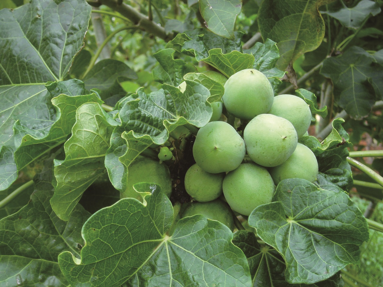 麻枫树1.jpg