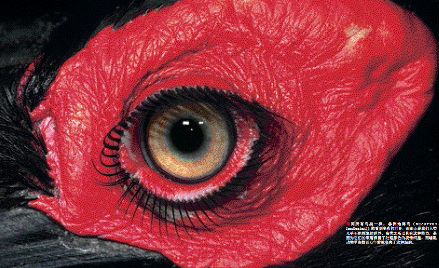 看世界：更缤纷 的色彩 (4).png