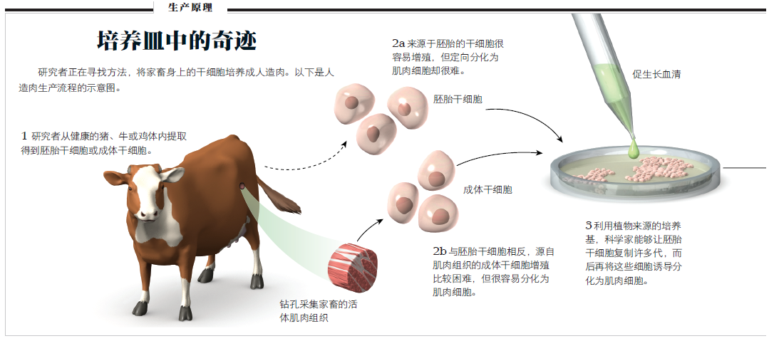 人造肉取代畜牧业2.png