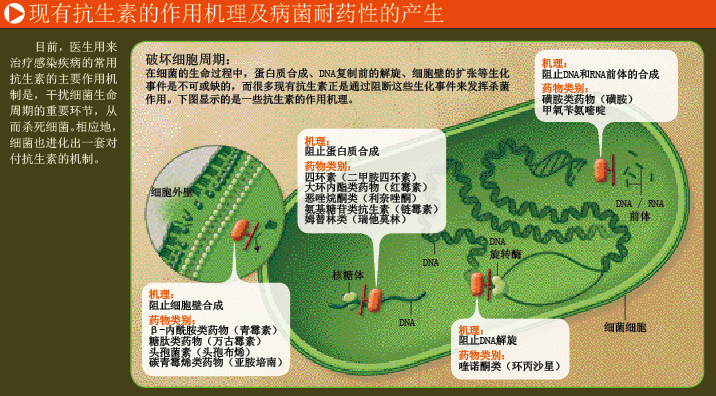 谁能抵御超级耐药菌？ (1).png