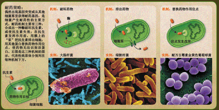 谁能抵御超级耐药菌？ (2).png