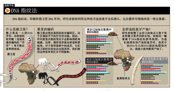 追踪非洲象大屠杀现场 (2).png