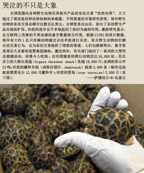 追踪非洲象大屠杀现场 (4).png
