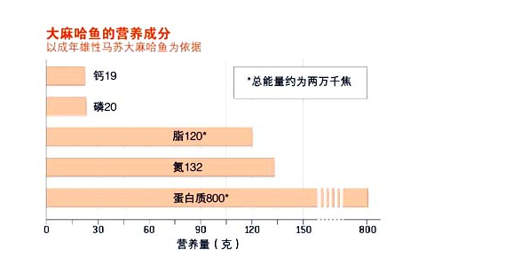 熊和大麻哈鱼的故事-2.png