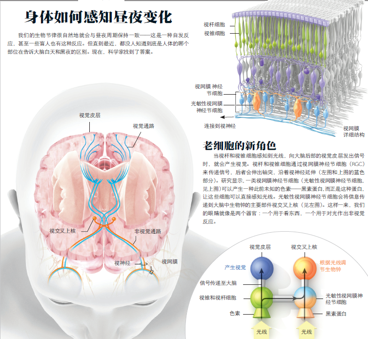 眼睛里的器官1.png