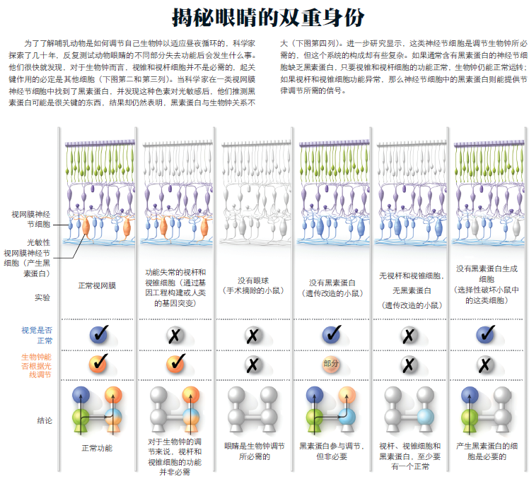 眼睛里的器官2.png