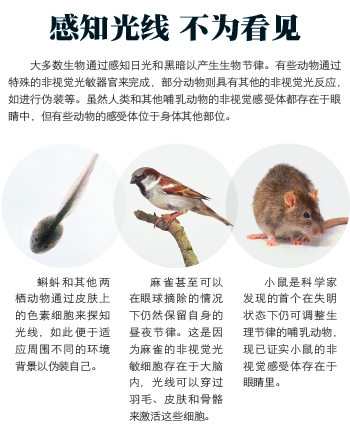 眼睛里的器官13.png
