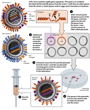 300px-ReverseGeneticsFlu.svg.png