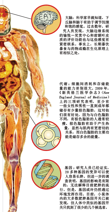 肥胖浩劫4.png