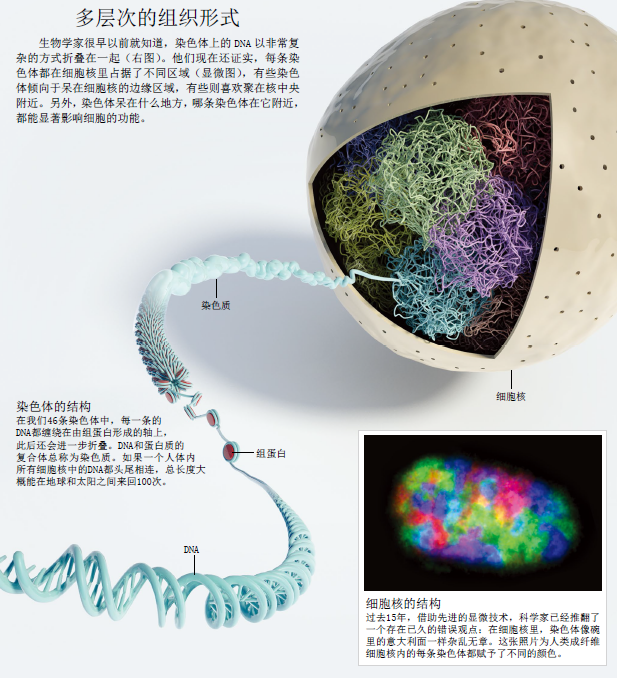染色体动了 疾病来了1.png
