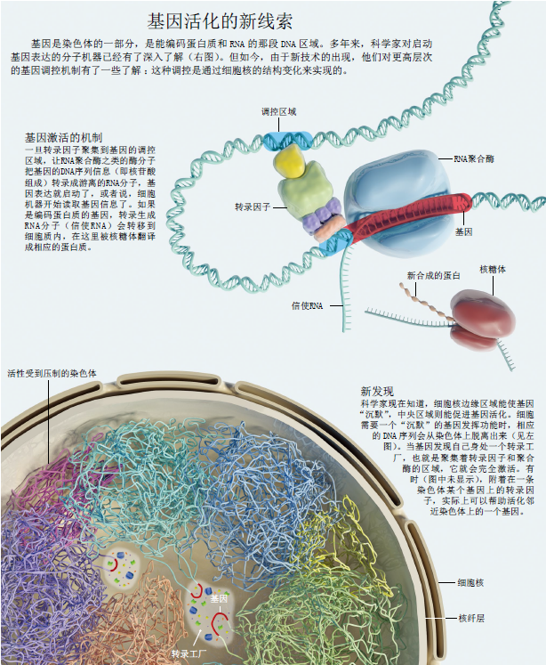 染色体动了 疾病来了2.png