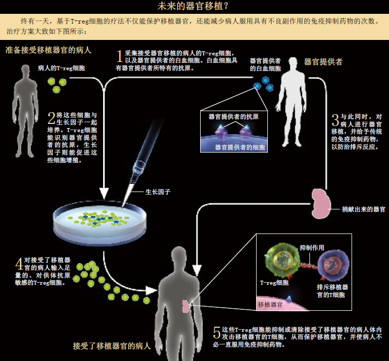 免疫系统 (2).png