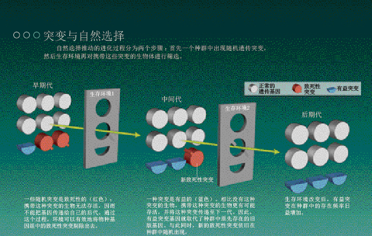 自然的主动选择 (2).png