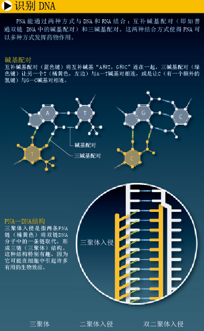 创造没有DNA的生命 (2).png
