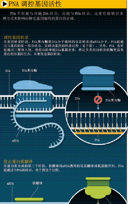创造没有DNA的生命 (3).png