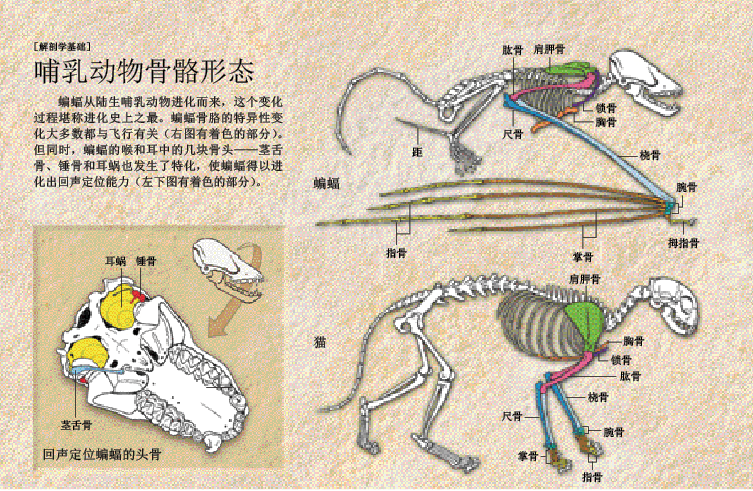 蝠翼上的进化谜题 (2).png