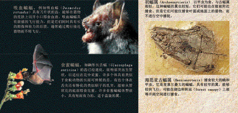蝠翼上的进化谜题 (4).png