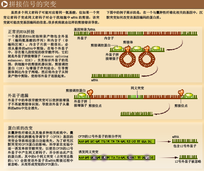 沉默突变并不沉默 (3).png