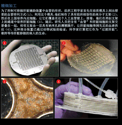 用你的细胞定制器官 (3).png