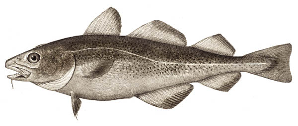 Atlantic_cod.jpg