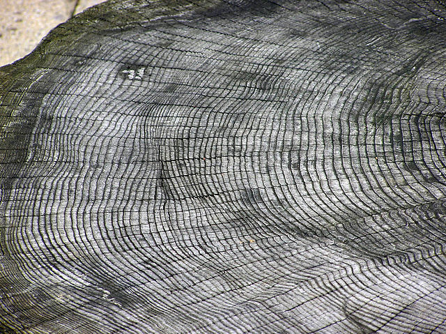 640px-Tree.ring.arp.jpg