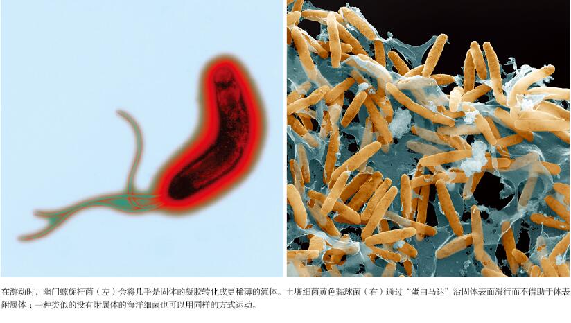 游泳：细菌的惊天技能.jpg