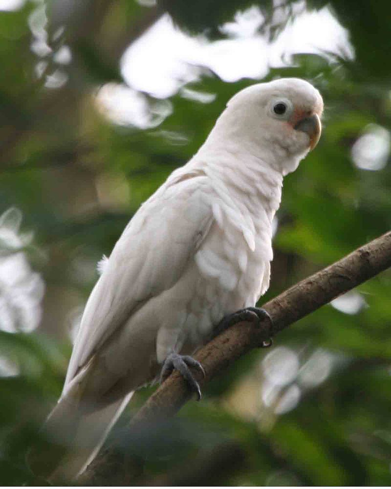 800px-Probosciger_aterrimus_-Melaka_Zoo-8a-2c.jpg