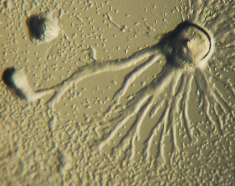 Dictyostelium_Aggregation.JPG