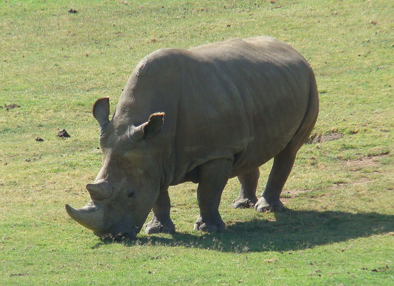 Northern_White_Rhinoceros_Angalifu.jpg