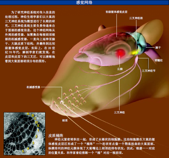 老鼠胡须下的秘密 (2).png