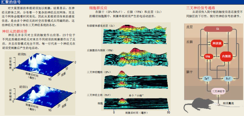 老鼠胡须下的秘密 (3).png